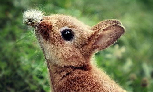  Кролики фото