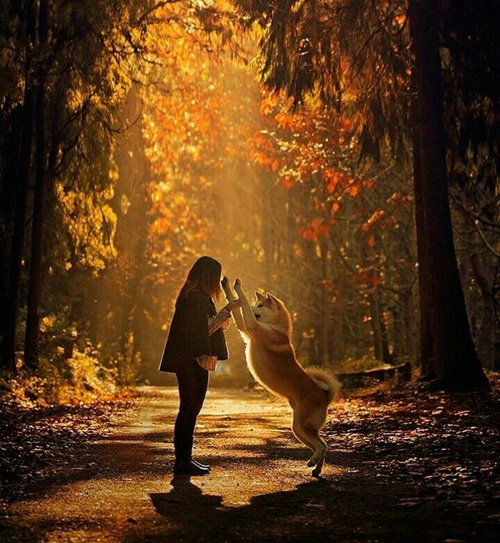 девушка играет с собакой вдалеке в осеннем лесу