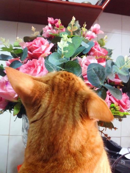 рыжий кот с большими ушами нюхает вазон с цветами