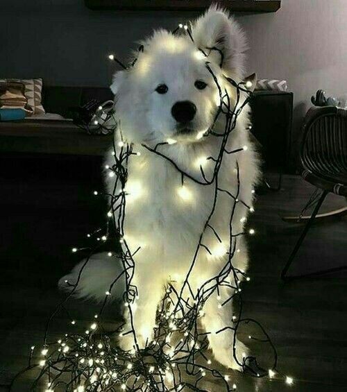милый щенок запутался в новогодней гирлянде