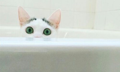 удивленная кошечка выглядывает из ванной