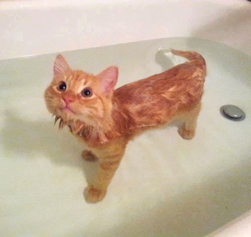 рыжий котик спокойно стоит в воде в ванной