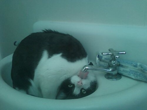 смешной кот пьет воду из крана вниз головой