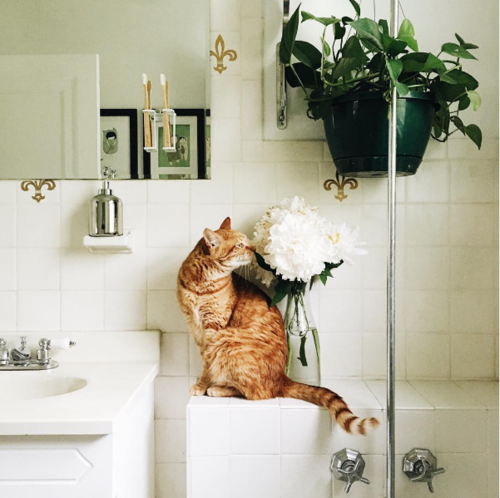 рыжий котик нюхает букет цветов в ванной