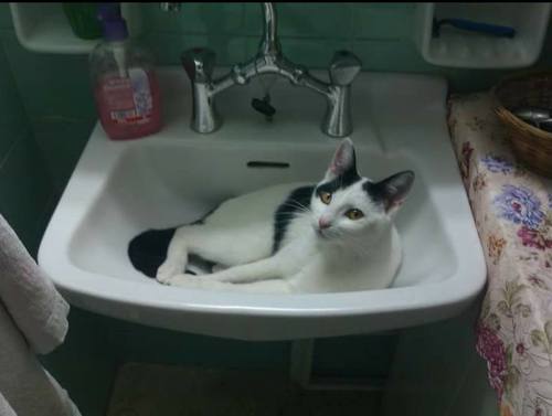 белый кот с темными пятнами лежит в умывальнике в ванной