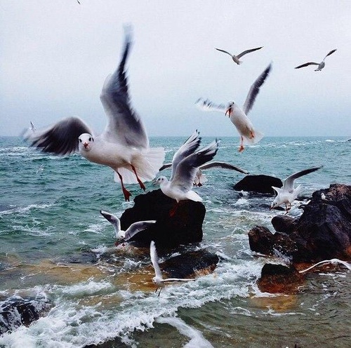 море, волны, камни, чайки
