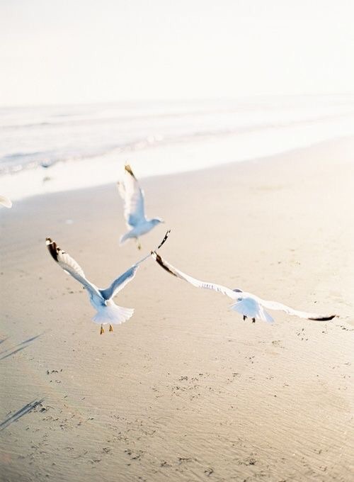 две чайки приземляются на песок