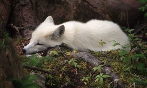 спящий в лесу зверек