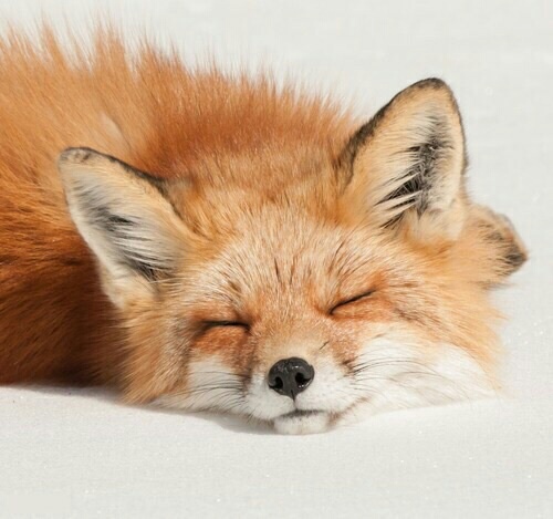 спящая лисичка