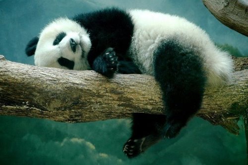спящая на ветке панда