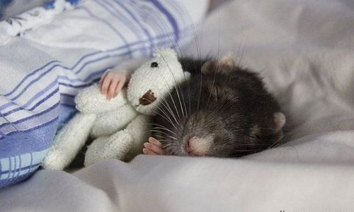 крыска спит со своей любимой игрушкой