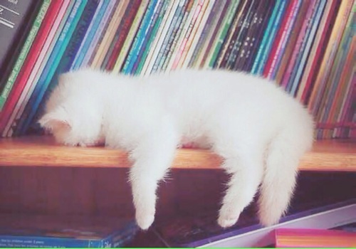 маленький белый котёнок спит упершись лбом о книжную полку