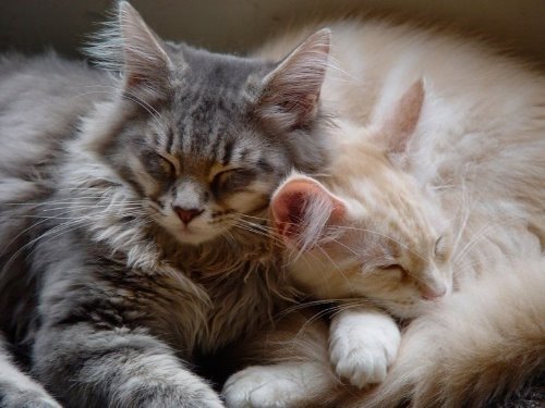 две пушистые кошки спят рядышком