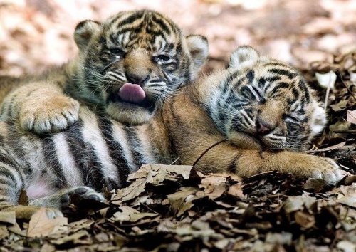 тигрята спят в обнимку