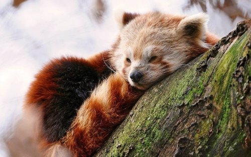 рыжая панда спит клубочком