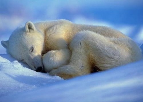 белый медвежонок спит в сугробе