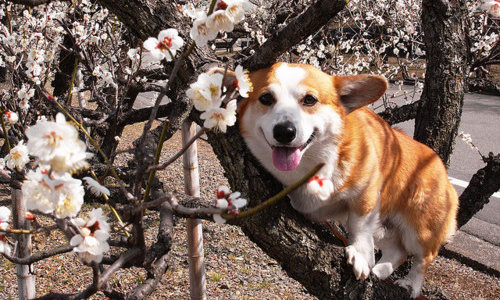 Вельш-корги на ветке цветущего дерева весной