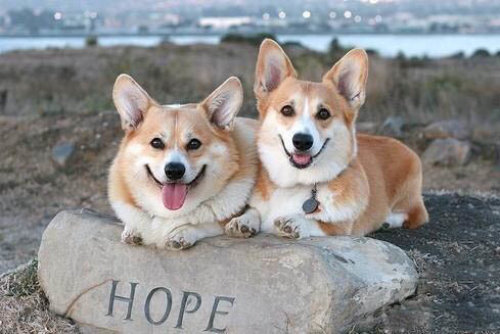 две собаки улыбаки
