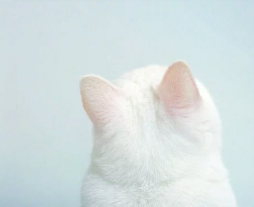 белый кот со спины с заинтересованными ушами