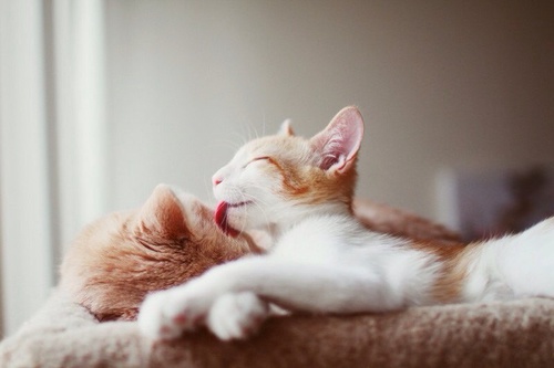 котенок умывает спящую маму