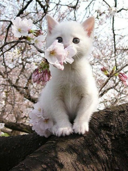 красивейший белый котенок на ветке цветущего дерева