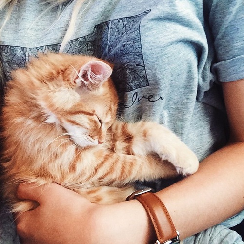 рыжий котенок спит на животике девушки