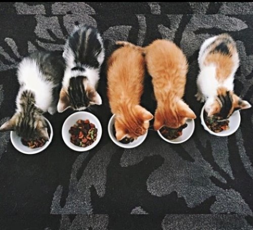 пятеро котят кушают вид сверху