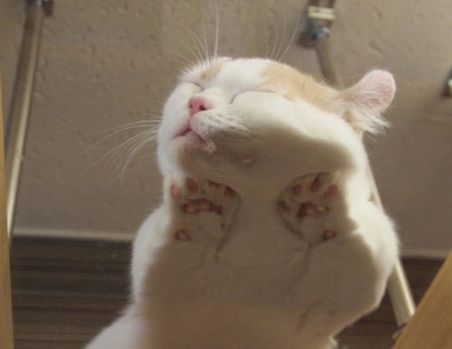 идея фотосессии кошек на стеклянной поверхности
