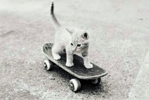 котенок катается на скейте