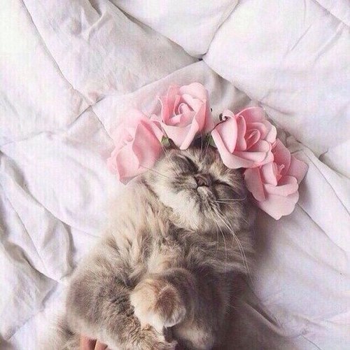кошка красавица в венке из роз