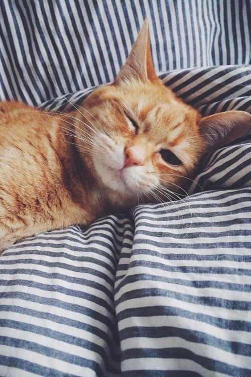 рыжий кот, который недоволен тем, что его разбудили