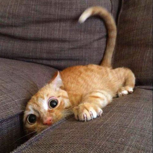 рыжий котенок играется в диване
