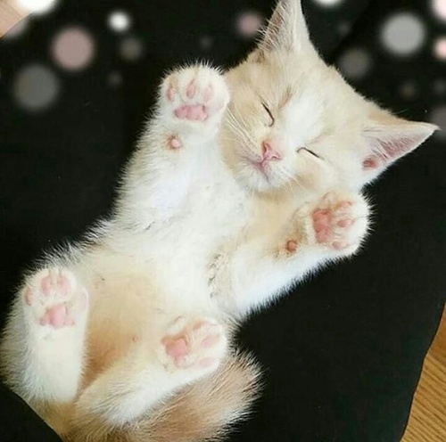 белый котенок спит на спинке подняв розовые подушечки лапок идеи для фотосессии