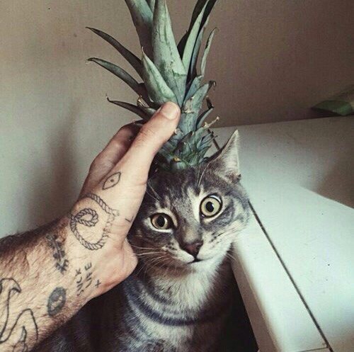 серый кот с ананасом на голове