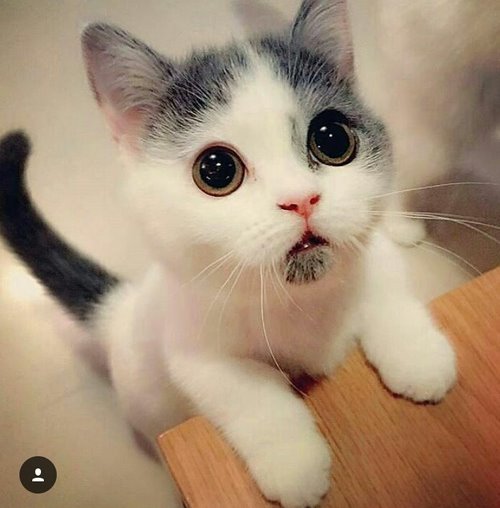 удивленный котенок с огромными круглыми глазами