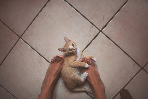 рудий кошеня лежить між ніг у дівчини на підлозі фото зверху