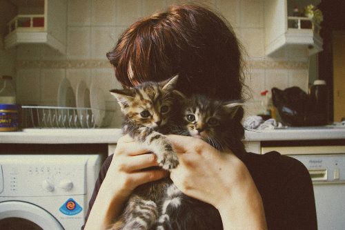  дівчина з коричневим волоссям з двома смугастими кошенятами на кухні