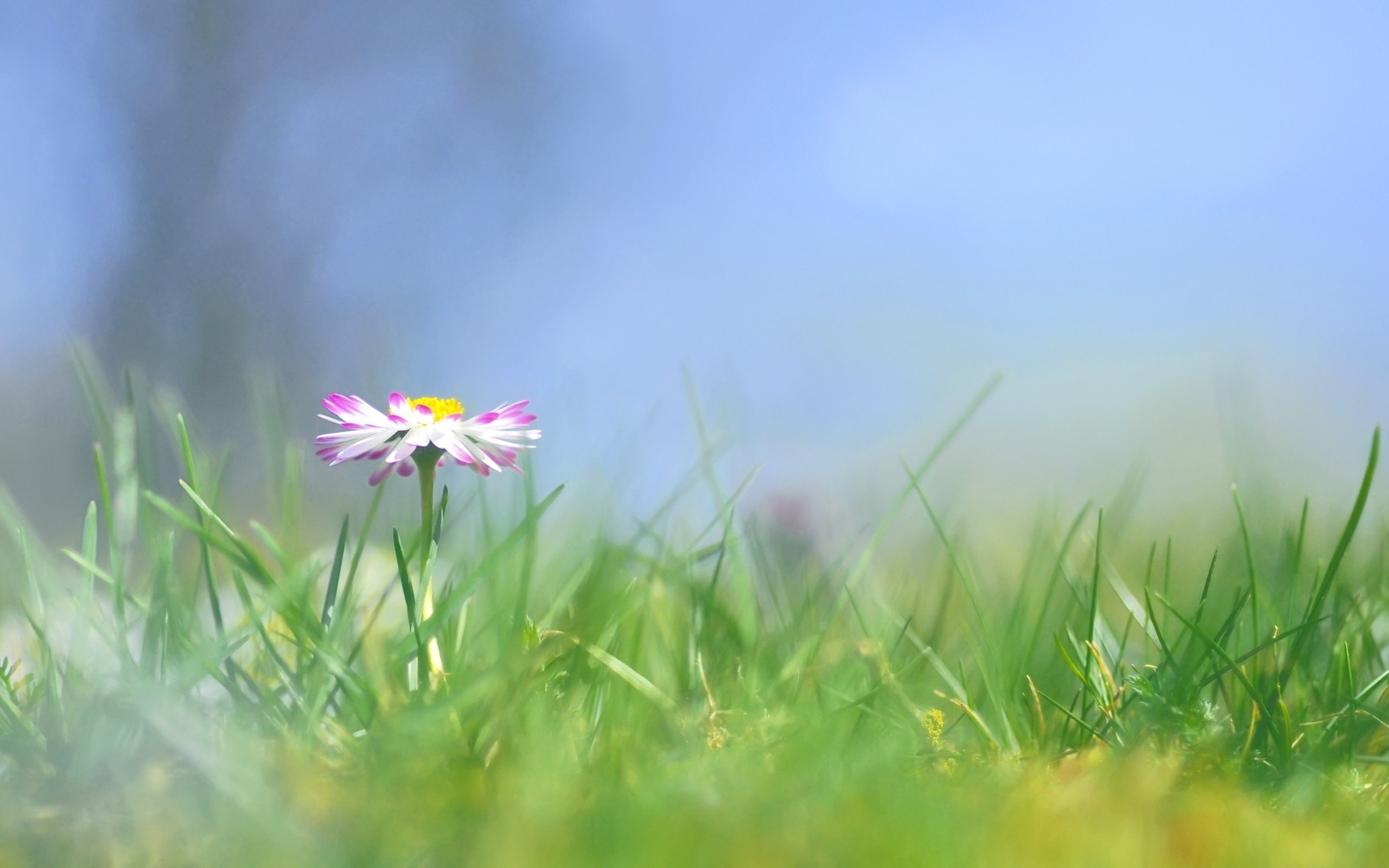 одинокий цветок в траве обои