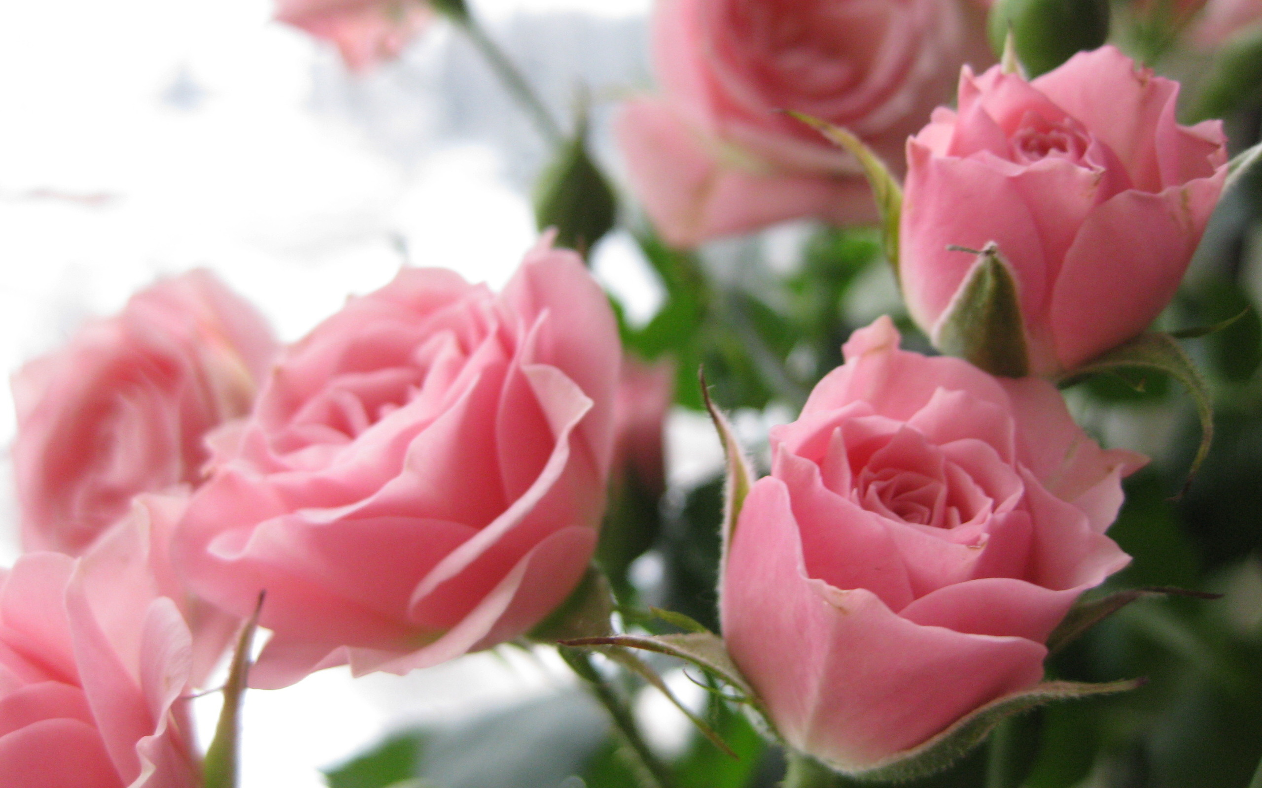 розы на заставку рабочего стола красивые женственные обои