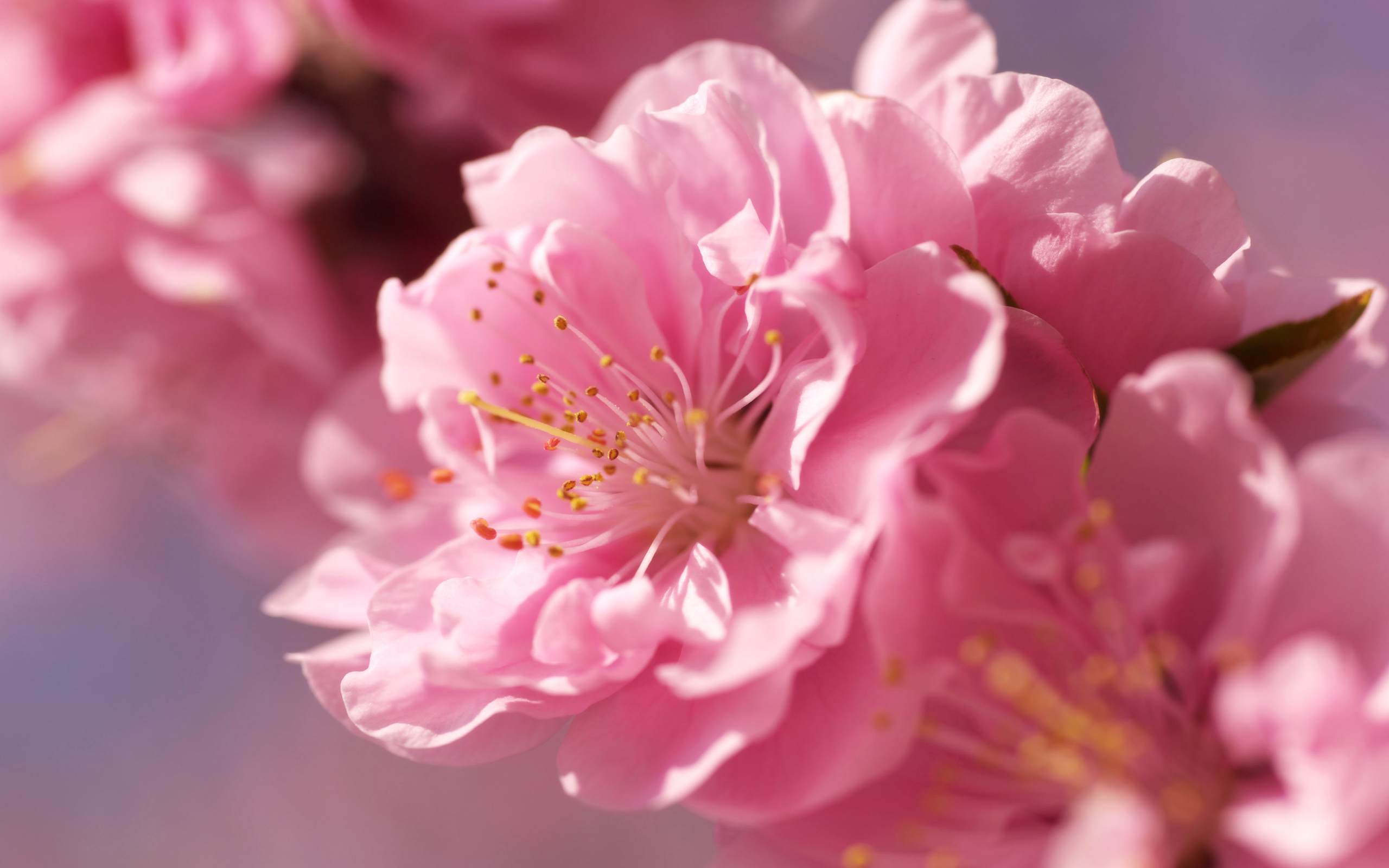 красивые розовые цветы на ветвях