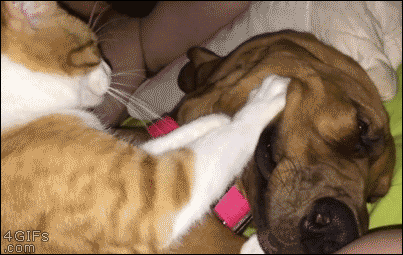 рыжая кошка массажирует морду собаке
