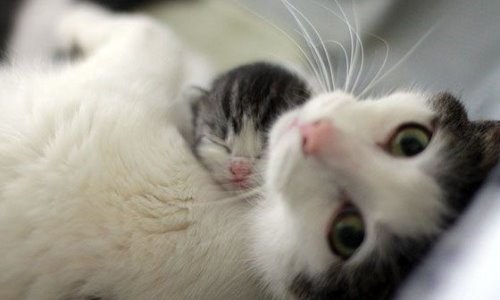 кошка обнимает крошечного котенка