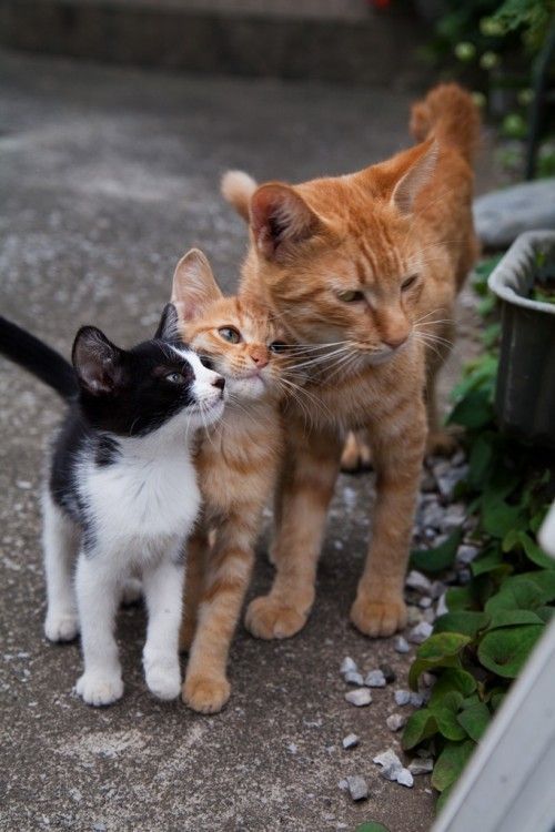 рыжая кошка с двумя котятами