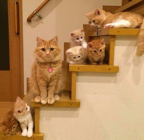 кошка с котятами на лестнице