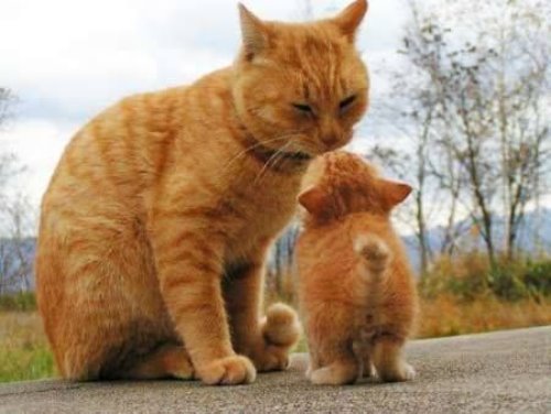 поцелуйчик кошки и котёнка