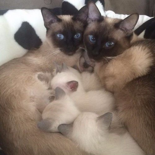 сиамское семейство с котятами