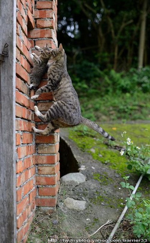 кошка затаскивает котенка в щель