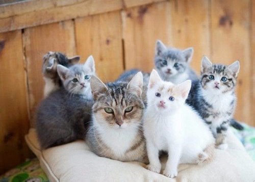 кошачье семейство