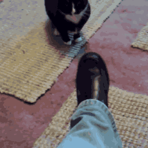 кошка нападает на туфель