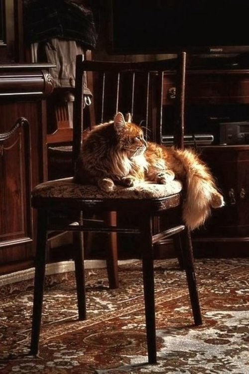 рыжий пушистый кот наслаждается утренним солнышком на стуле